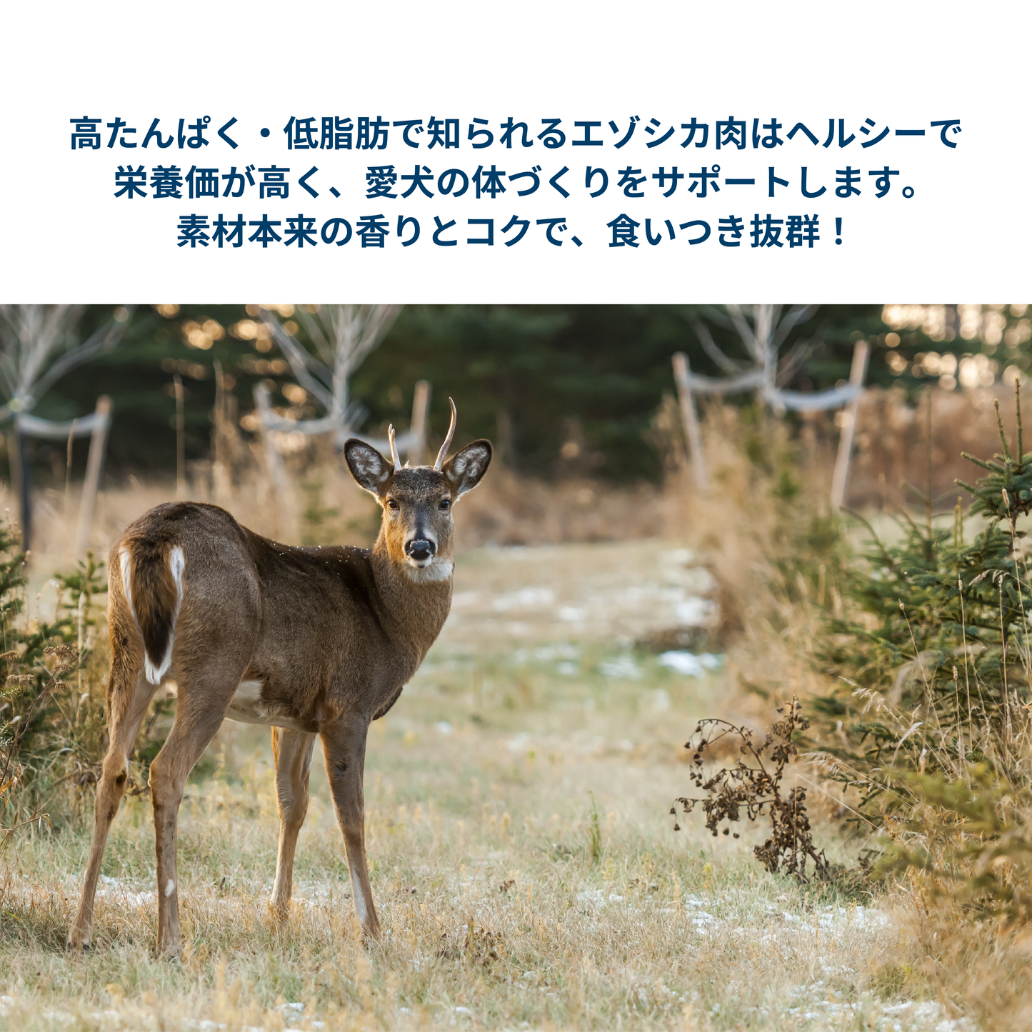 ディールリッチトリーツ