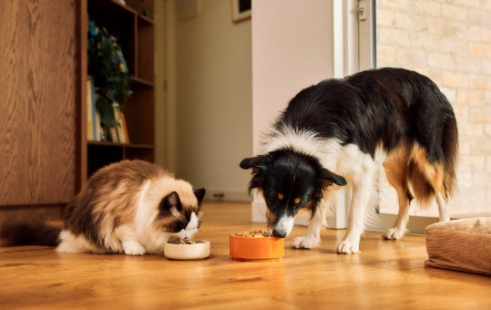 K9 Naturalの食事シーン（ブランドイメージ）