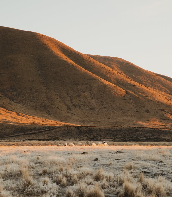 K9 Naturalの産地・ニュージーランドの自然環境（ブランドイメージ）